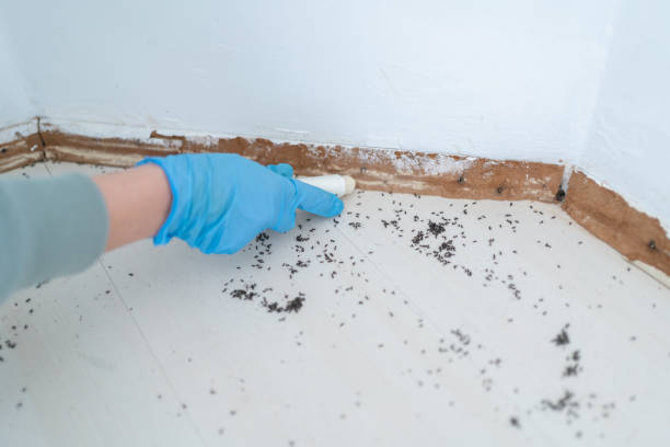 Best Best Pest Control Companies  in Allen Park, MI