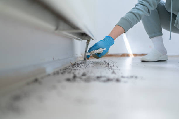 Best Emergency Pest Control  in Allen Park, MI